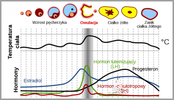 40 Dzień Cyklu i Test Negatywny - Co oznacza Brak Okresu?