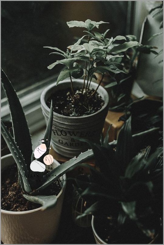 Aloes Na Tradzik: Cudowny Środek na Trądzik!