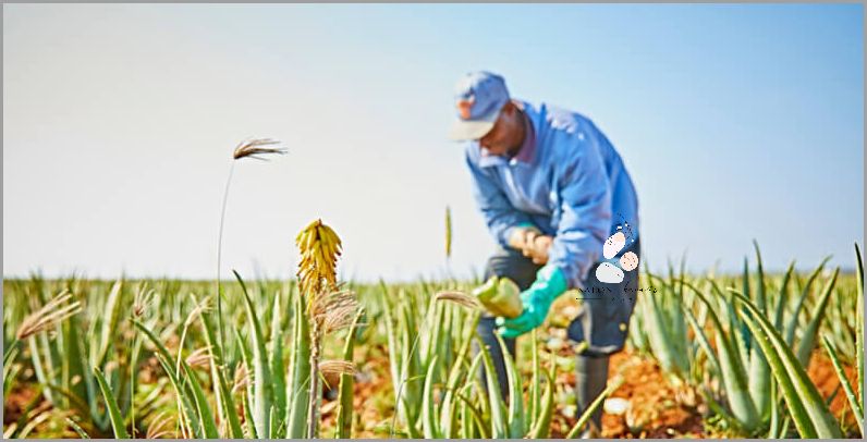 Aloes - Sprawdź, Co On Ci Da!