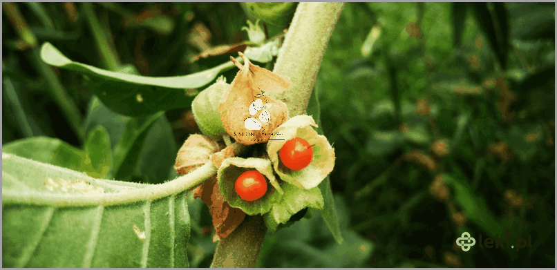 Ashwagandha - Na Co Ją Stosować? Ashwagandha - Na Co Ją Stosować?