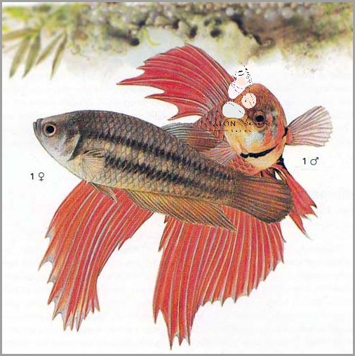 Bojownik w Kuli: Ile Żyje?