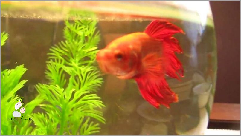 Bojownik w Kuli: Ile Żyje?