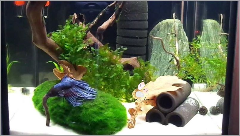 Bojownik w Kuli: Ile Żyje?