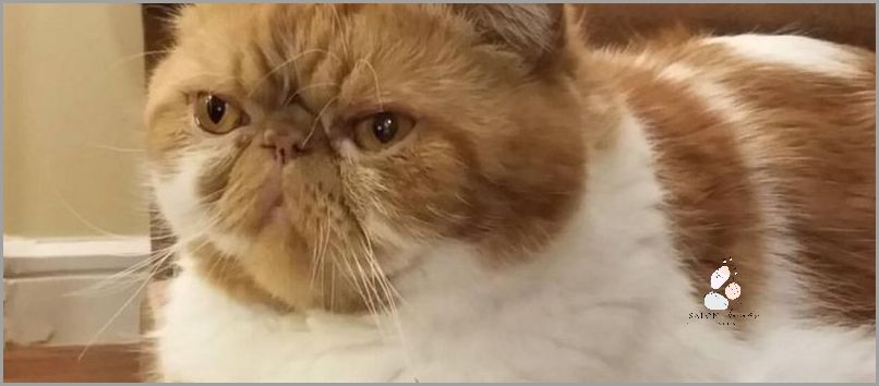 Czy Koty Wracają Po Śmierci? Sprawdź Prawdę!