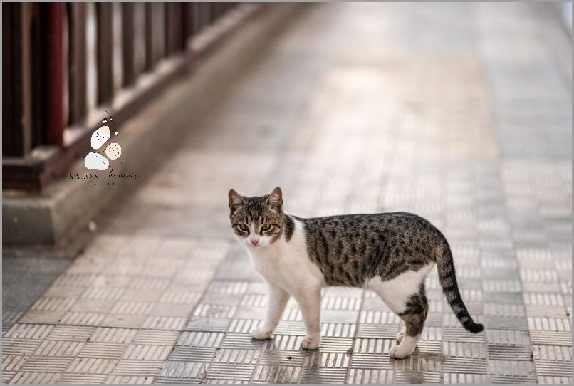 Czy Koty Wracają Po Śmierci? Sprawdź Prawdę!
