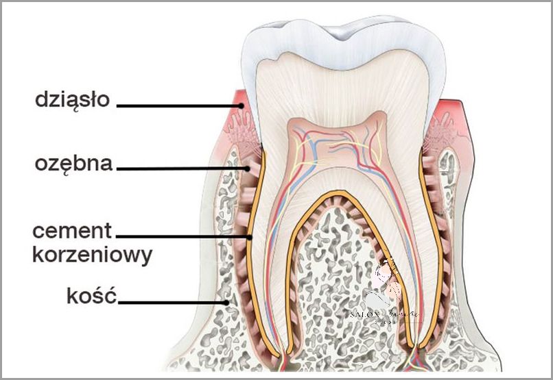 Czy Martwy Ząb Może Boleć? Przełomowe Odkrycie!