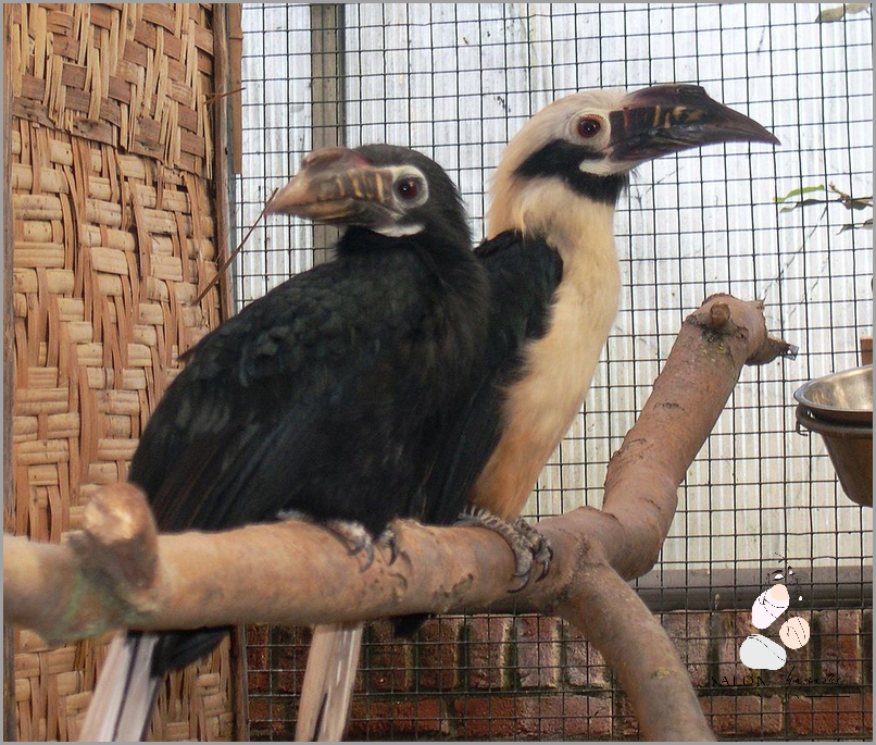 Czy Pantene Testuje Na Zwierzętach? Sprawdź!