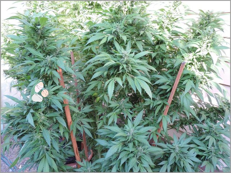 Forum dyskusyjne o Olejku CBD!