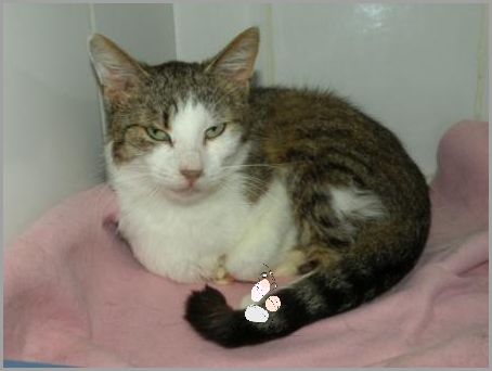 Forum Dyskusyjne: Silny Lek Przeciwbólowy Na Ból Zęba