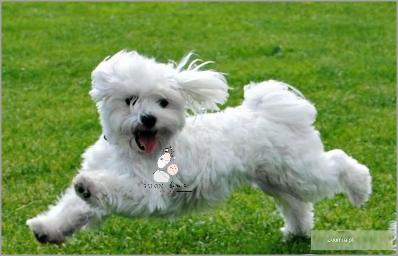 Jak Namówić Rodziców Na Psa? Dowiedz się!