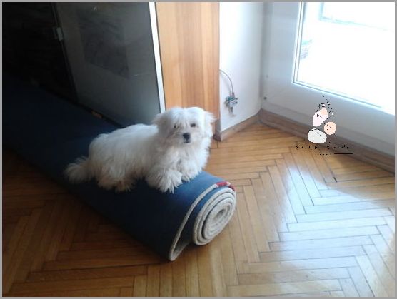 Jak Nauczyć Psa Załatwiać Się Na Dworze? Sprawdź!