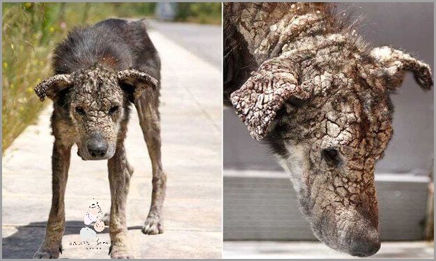 Jak Wyzbyć się Świerzbu Usznego U Psa?