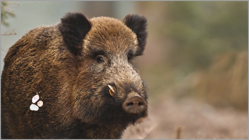 Jakie Zwierzę Do Domu? Przekonaj się!