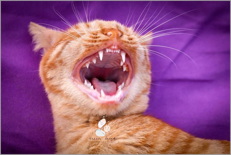 Kot Zarażony - Niebezpieczne Zapalenie Płuc!