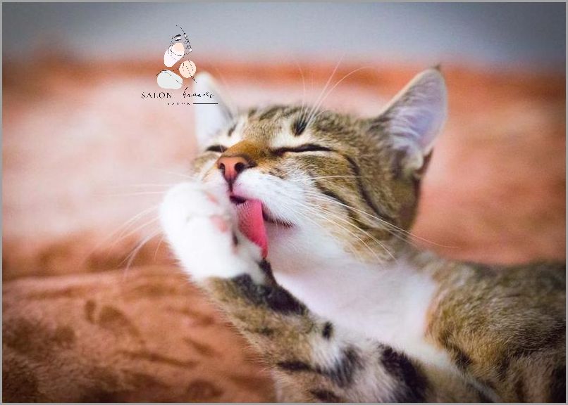 Kulki Do Prania Sierść - Sprawdź, jak Działają! Kulki Do Prania Sierść - Sprawdź, jak Działają!