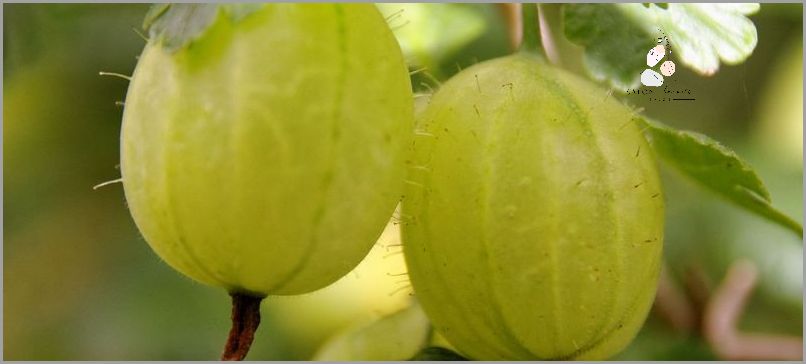 Lekkie i słodkie perfumy bez I Agrest!