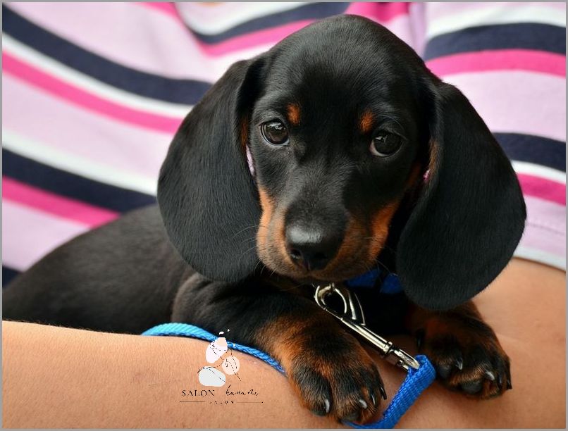 Najładniejsze Imię Dla Suczki: Sprawdź!