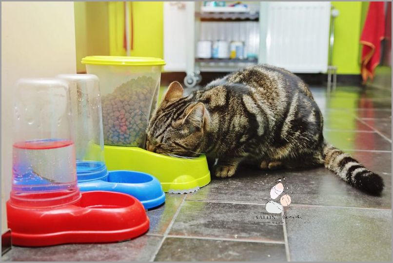 Najlepszy Żwirek Dla Kota - Rossmann!