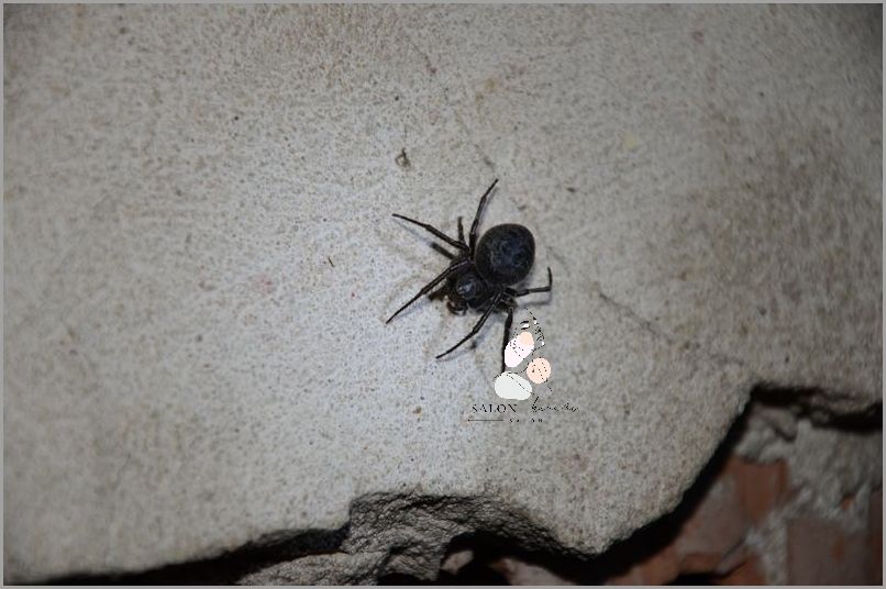 Sennik: Duży Czarny Pająk! Sennik: Duży Czarny Pająk!