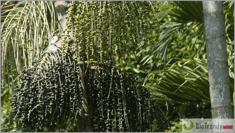 Szybkie Odchudzanie: Jagody Acai - Sprawdź!