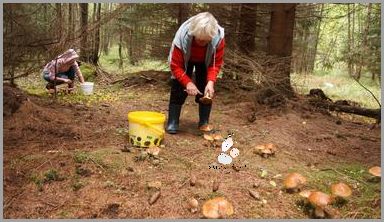 Tabletki Młody Jęczmień: Za Co Polacy Go Uwielbiają?