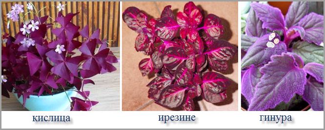 Tatuaż Na Barku Męski - Ty Musisz Go Zobaczyć!