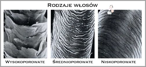 Test Na Porowatość Włosów: Sprawdź Ją Wodą!