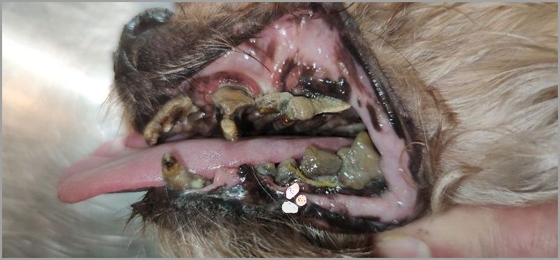 Usuwanie Kamienia Nazębnego Czy Boli? Dowiedz się!