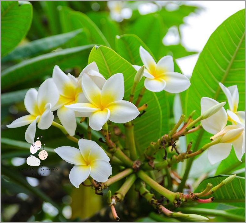 Zapach Plumeria w Neonail - szaleństwo!