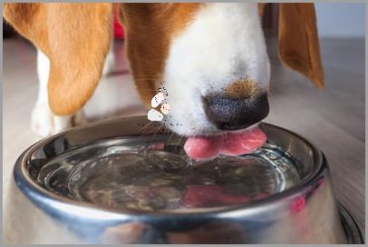 Zaskoczony? Pies Pije Dużo Wody!