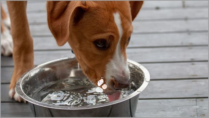 Zaskoczony? Pies Pije Dużo Wody!