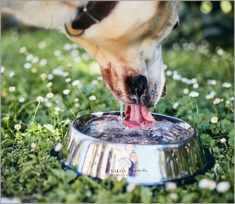 Zaskoczony? Pies Pije Dużo Wody!