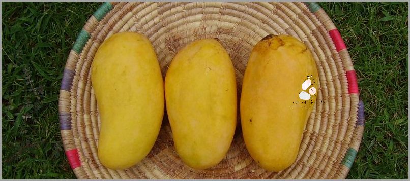 African mango - cała prawda!