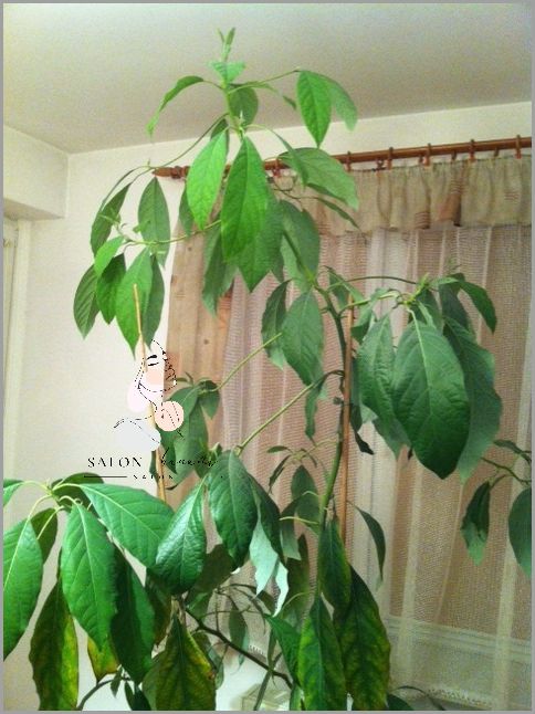 Awokado: Rano Czy Wieczorem?