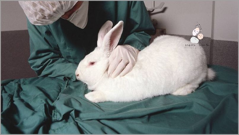 Czy Bielenda Testuje Na Zwierzętach?