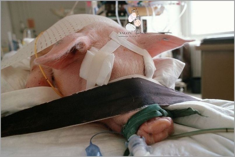 Czy Bielenda Testuje Na Zwierzętach?