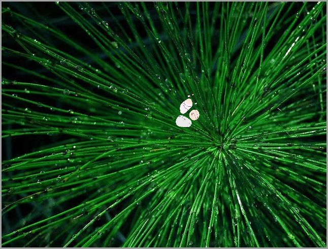 Domowe Sposoby Na Włosy Z Korzyściami Od Skrzypu Polnego!