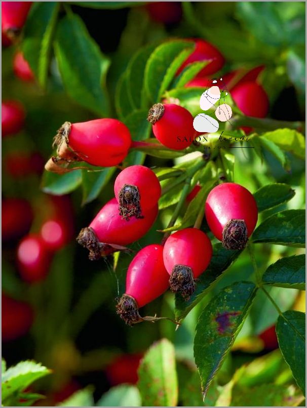 Iossi Dzika Roza: Jak Wygrywać W Życiu?