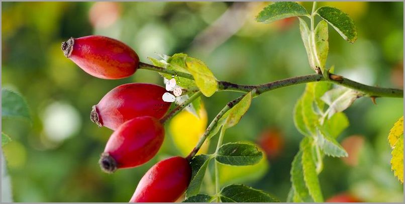 Iossi Dzika Roza: Jak Wygrywać W Życiu?