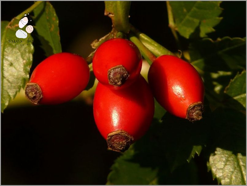 Iossi Dzika Roza: Jak Wygrywać W Życiu?