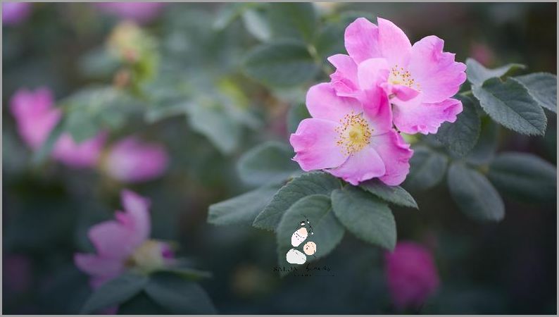 Iossi Dzika Roza: Jak Wygrywać W Życiu?