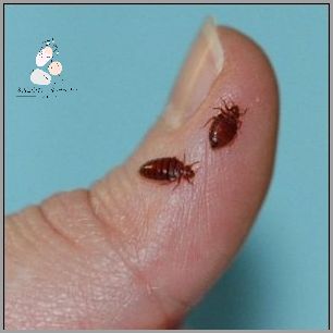 Jak Natychmiast Pozbyć Się Brodawek? Jak Natychmiast Pozbyć Się Brodawek?