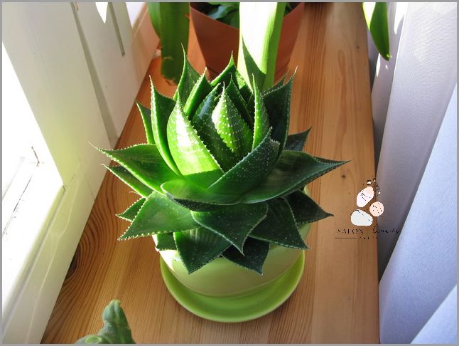 Jak Używać Aloesu Z Doniczki? Odkryj!