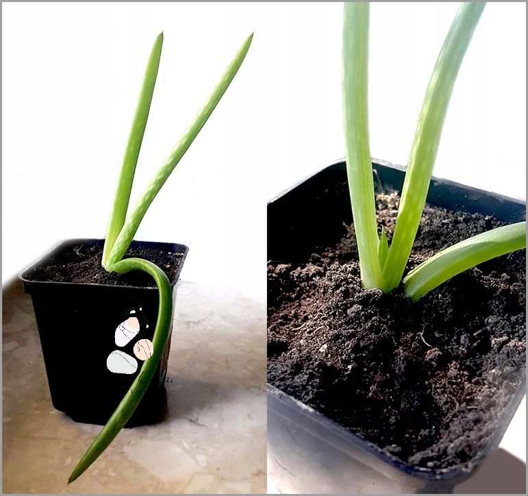 Jak Używać Aloesu Z Doniczki? Odkryj!