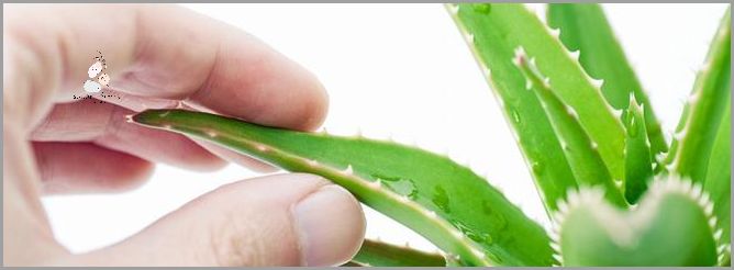 Jak Używać Aloesu Z Doniczki? Odkryj!