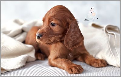 Jakie Imię Wybrać dla Białego Psa?