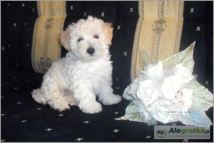 Jakie Imię Wybrać dla Białego Psa?