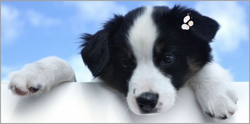 Jakie Imię Wybrać dla Białego Psa?