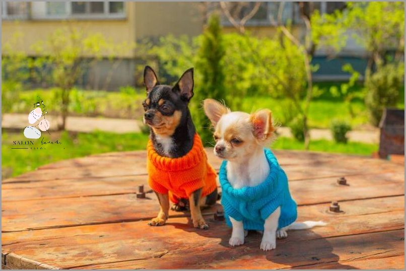 Jakie Imię Wybrać dla Białego Psa?