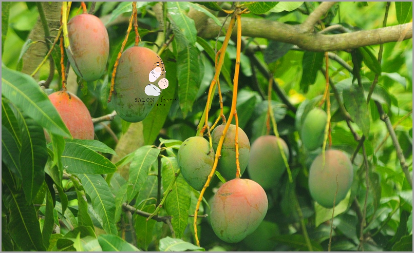 Mango Afrykańskie: Co o nim Sądzą Użytkownicy? Mango Afrykańskie: Co o nim Sądzą Użytkownicy?